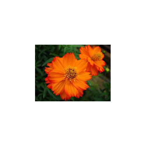 Orange Cosmos Flower Seeds for Planting [neera-v5-ca0dffda7b8538bd4697]