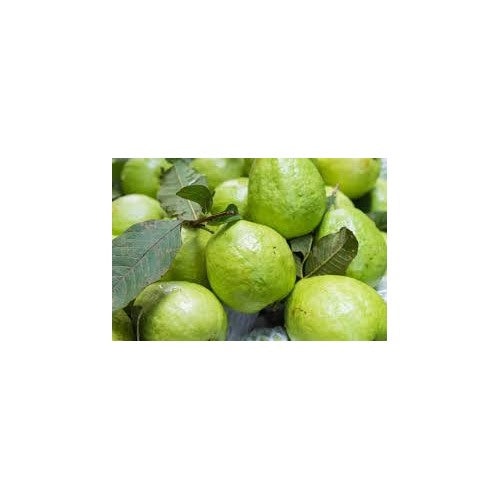 Giant Vietnamese Guava Fruit Seeds for Planting [neera-v5-ca26eb0c4c9e77f4e493]
