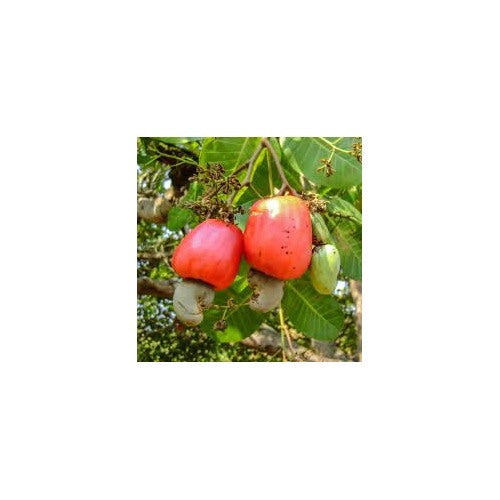 Cashew Apple Seeds for Planting [neera-v5-ca27b6264c3d747c2581]
