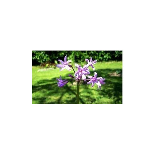 Tulbaghia (Society Garlic) Flower Seeds [neera-v5-ca3973a1c740d47ce44f]