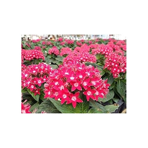 Pink Pentas Flower Seeds for Planting [neera-v5-ca3f51d44408d2f5d303]