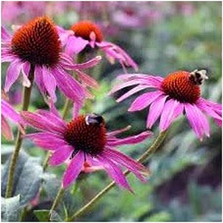 Heirloom Non-GMO Pink Echinacea Coneflower Seeds for Planting [neera-v5-ca3fd3195dd041d43e33]