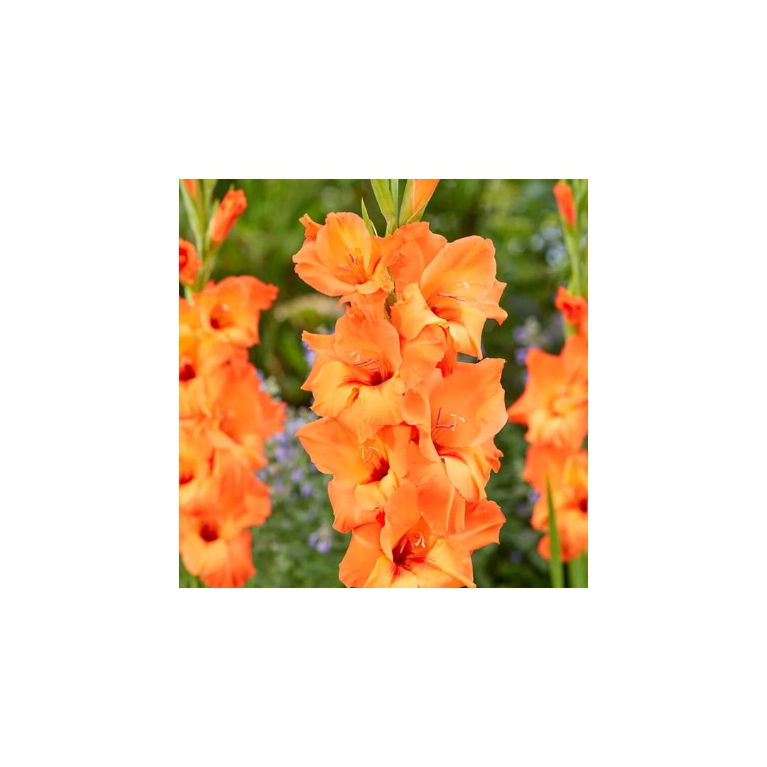 Heirloom Non Gmo Gladiolus Flower For Planting Tall Vibrant Blooms For Cutting Gardens Flower Seeds [neera-v5-ca4747a5e058dc4675d7]