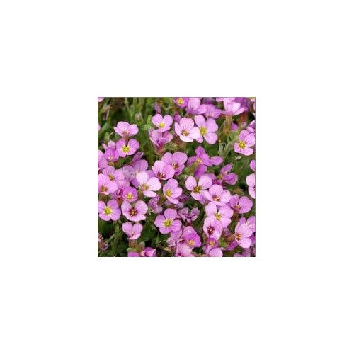 Soft Pink Rock Cress Flower Seeds for Planting [neera-v5-ca6325d804f311405fa3]