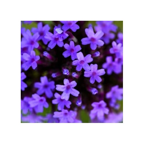 Organic Heirloom Non-GMO Blue Verbena Seeds for Planting [neera-v5-ca6464283a8774835036]