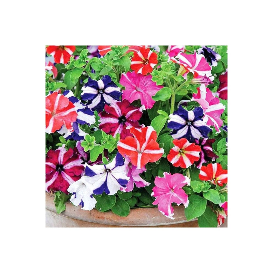 Petunia Petunia Hybrida Flower For Backyard Gardening Home Garden Borders Flower Seeds for Home [neera-v5-ca655ed2e387808cf3e4]