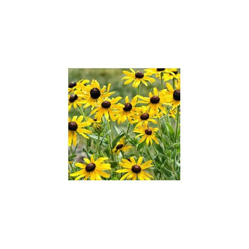 Yellow Goldsturm Flower Seeds for Planting [neera-v5-ca7a47d3cb1c3a003ece]