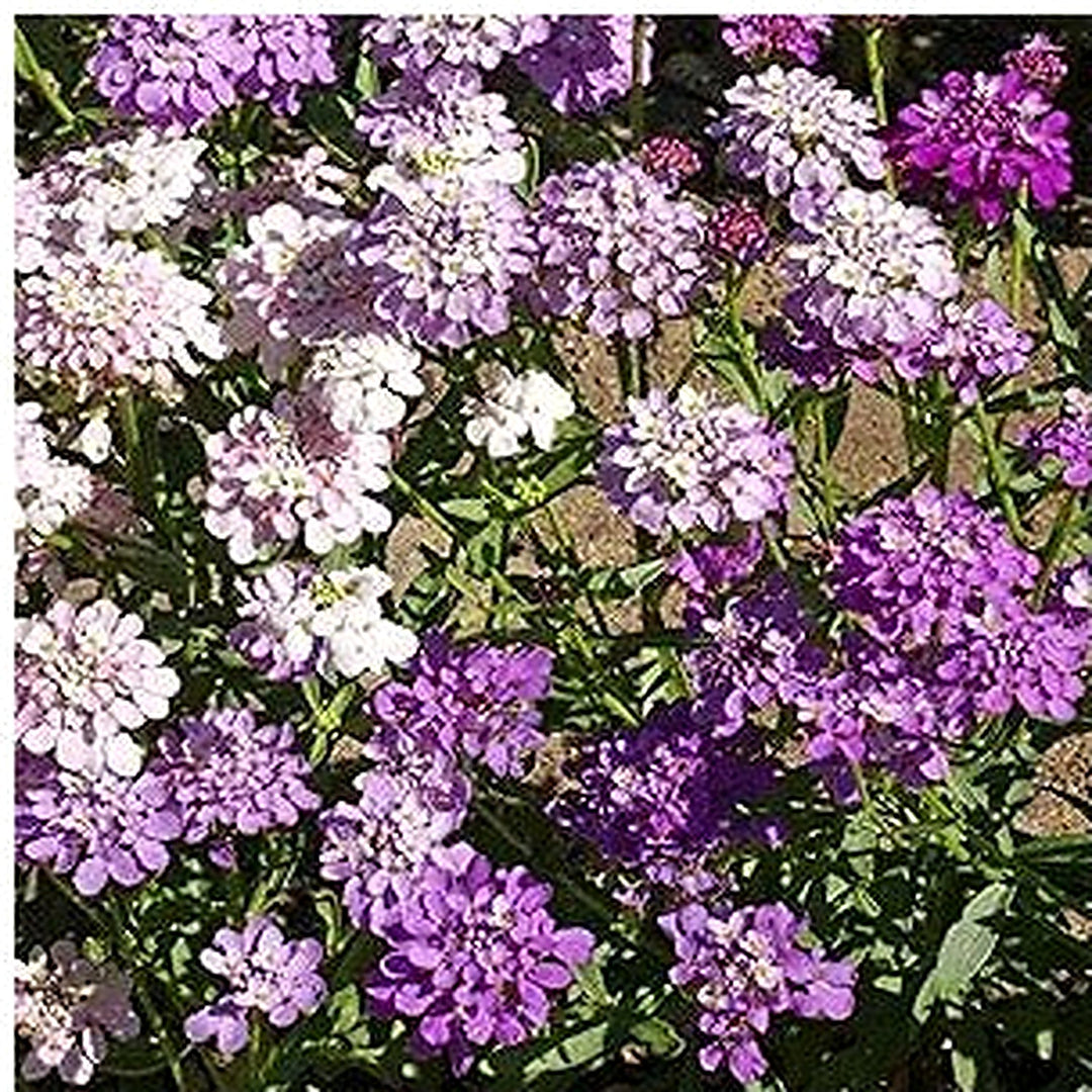 White Globe Candytuft For Beautiful Candytuft Blooms Flower Seeds for Home Garden Planting, [neera-v5-ca8d0d341edba7a2a63b]