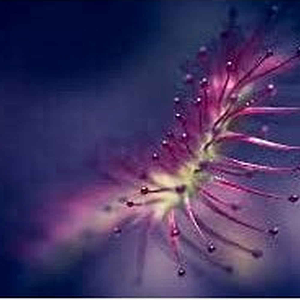 Purple Sundew Carnivorous Flower Seeds [neera-v5-ca93c4d990ff43c36463]