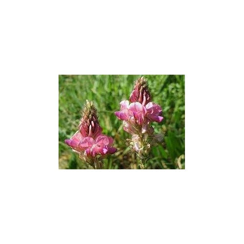 Heirloom Non-GMO Shoshone Plant Seeds for Planting [neera-v5-ca93cce2f1d3ef4c643c]