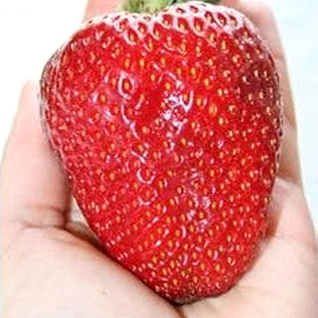 Red Ananassa Fruit Seeds for Gardening [neera-v5-caa17a8c032581c53f50]