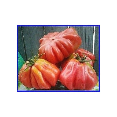 Huge Dark Red Tomato Seeds for Planting [neera-v5-caae84b01b104649e477]
