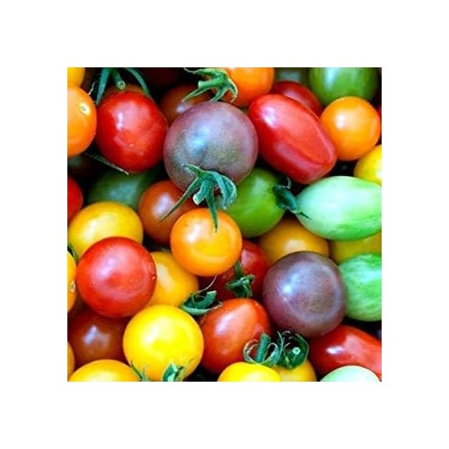Multi-Color Tomato Seeds for Planting [neera-v5-cab57a1aab9f4352de28]