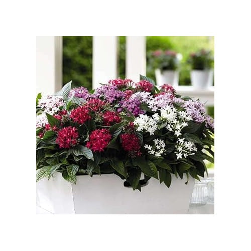 Pentas Flower Seeds [neera-v5-cac609f1177290a254b0]