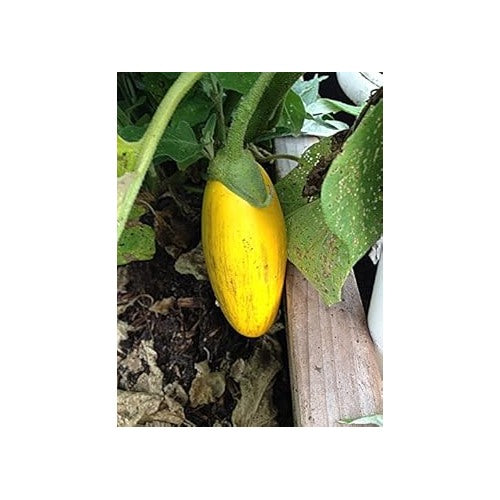 Heirloom Non-GMO Yellow Eggplant Vegetable Seeds for Home Garden Planting [neera-v5-cada9dc714889e9f2a49]