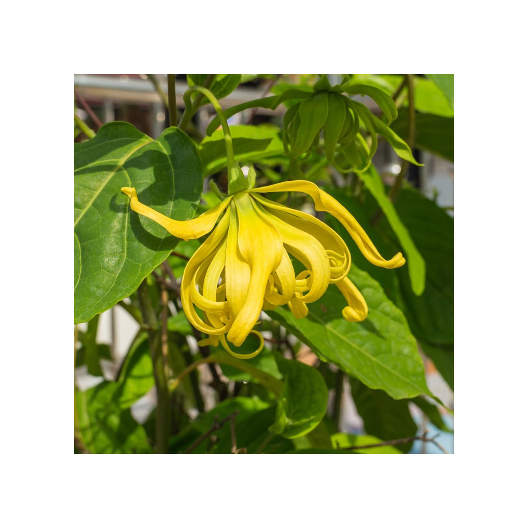 Odorata Flower For Planting Flower Seeds for Home Garden Planting, Landscape Organic Blooming [neera-v5-cadc60a007a6b6e90a3a]