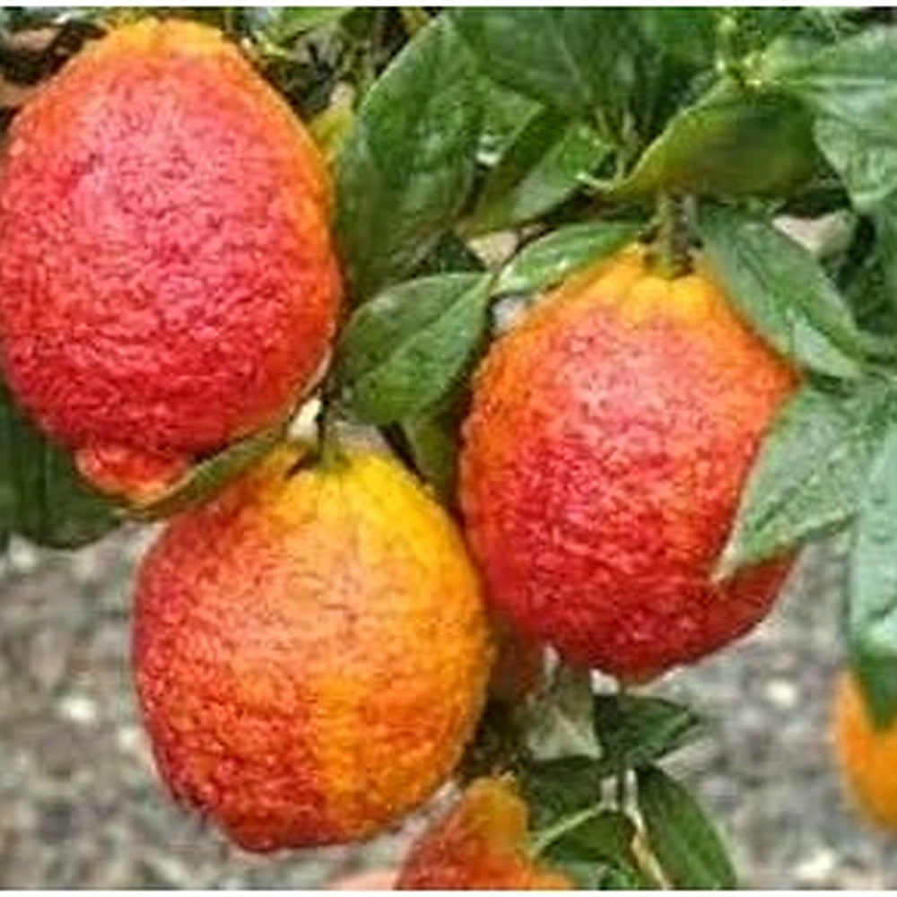 Light Red Lemon Fruit Seeds for Planting [neera-v5-cadf4ac4d33fc112fdbf]