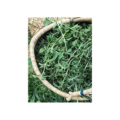 Green Pennyroyal Seeds [neera-v5-cae53f4e6fa0d3bcb6de]