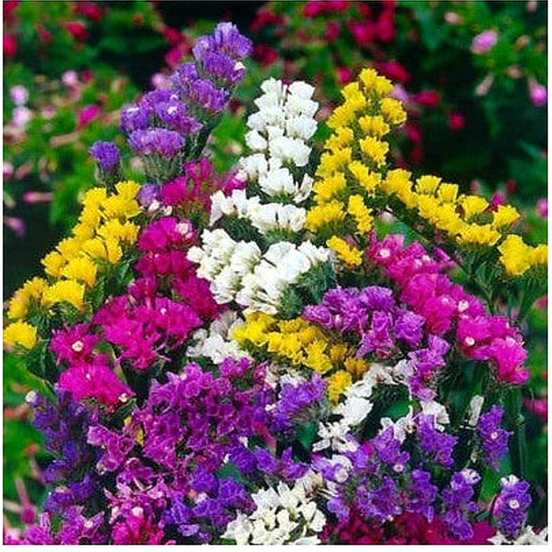 Statice Pacific Mix Traditional Cut Flowers Dried Arrangements Non Gmo Heirloom Flower Seeds [neera-v5-cae69b64bd56ecf3866c]