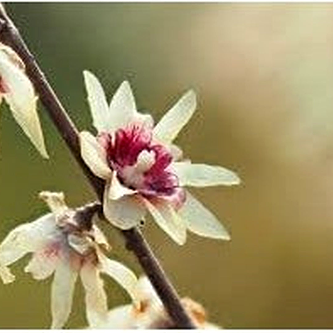 Heirloom Chimonanthus Praecox Flower Seeds Non-GMO for Garden Planting Winter Fragrant Blooms [neera-v5-cae8c611bdb8f399435f]