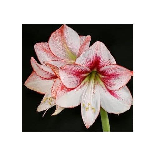 White Red Hippeastrum Flower Seeds [neera-v5-caeecc204d66d3d58ec1]