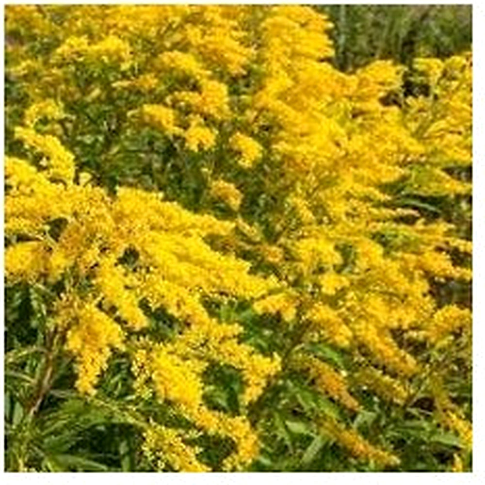 Solidago Canadensis Flower Seeds for Planting [neera-v5-caf401b4416eb75c7873]