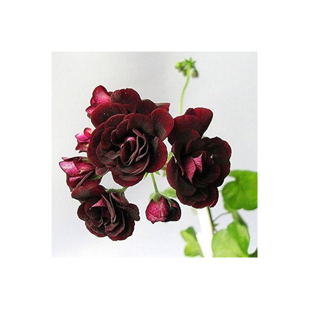 Geranium Pelargonium Hortorum Saturn Frosty Rose Spring Flower For Planting In Home Garden [neera-v5-cb03b1dd38672ae852fb]
