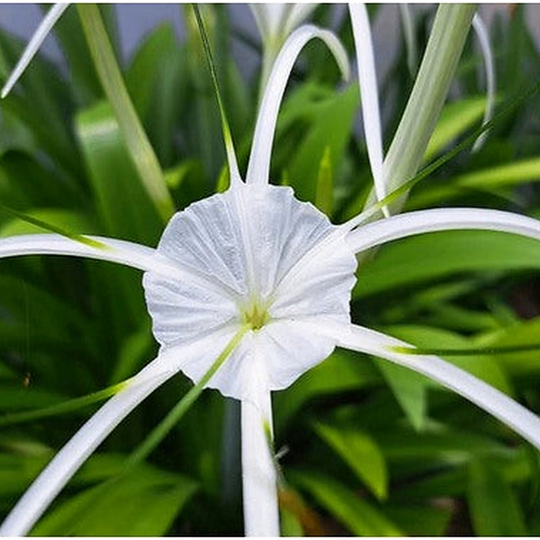 White Cape Lily Seeds for Planting [neera-v5-cb072e3c13ba48cedfb3]