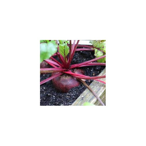 TEMP Hybrid Red Beetroot Seeds for Planting [neera-v5-cb111d3881db899c7fb0]