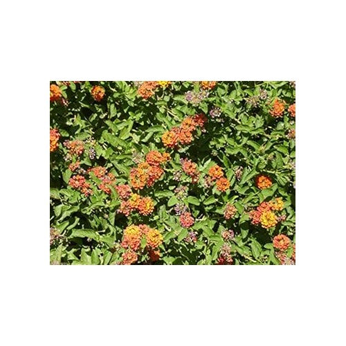 Orange Red Lantana Flower Seeds for Planting [neera-v5-cb12dc35faf44cc33f8e]