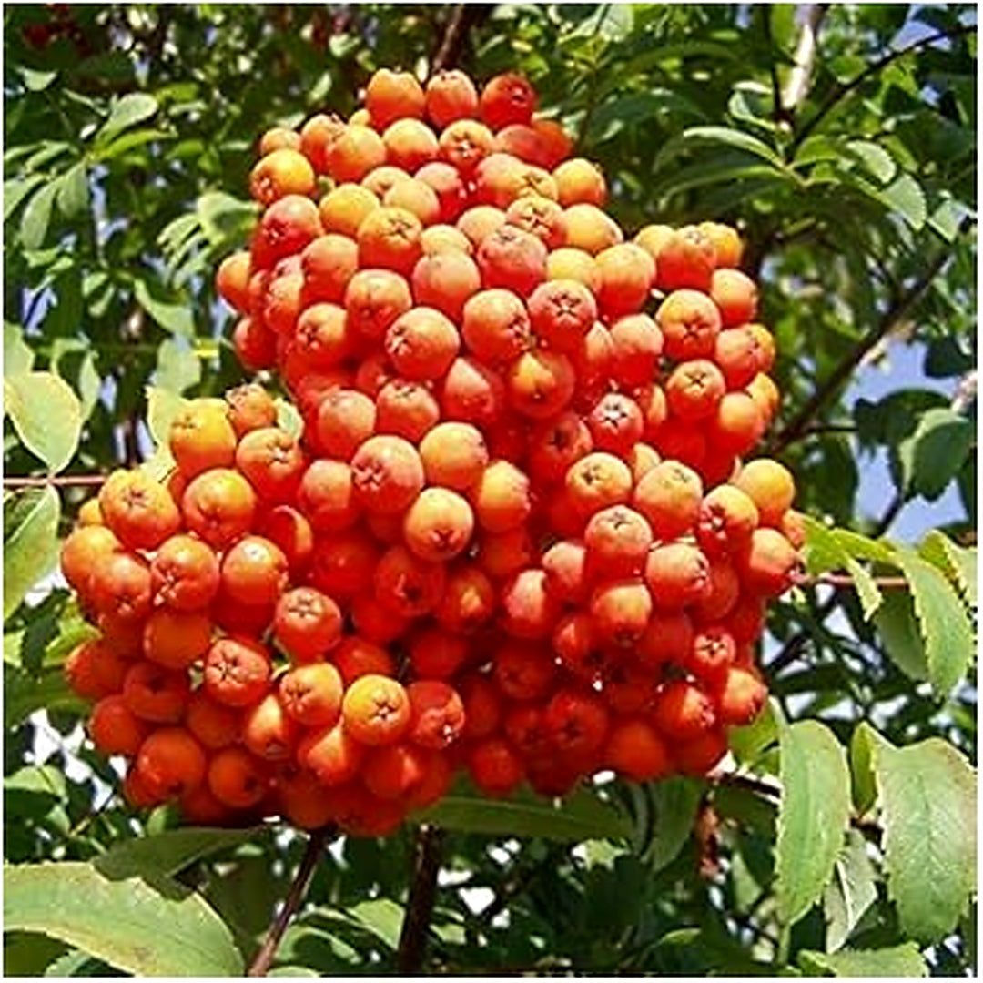 Orange Sorbus Alnifolia Fruit Seeds [neera-v5-cb1ac2d6f07ba189bf83]