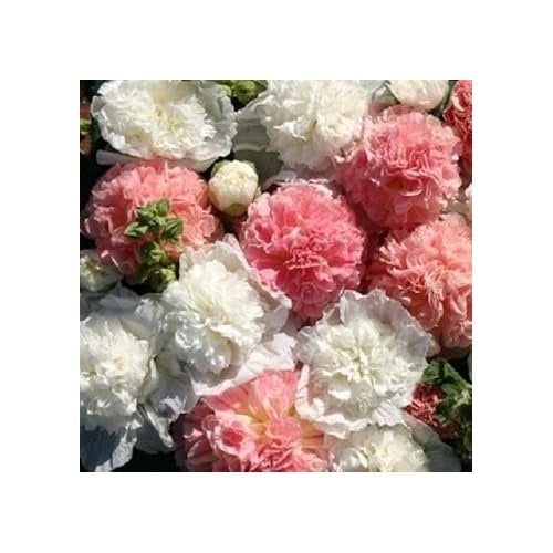 Organic Mixed Hollyhock Double Flower Seeds for Planting [neera-v5-cb266df45d5a98693cf8]