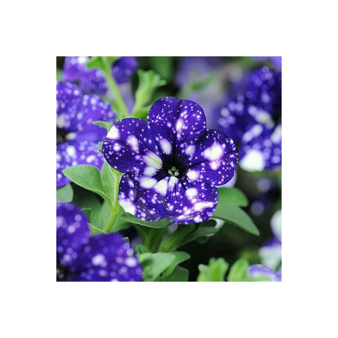 Blue White Petunia Flower For Planting Heirloom Non Gmo Garden Blooms Easy To Grow Flower Seeds for [neera-v5-cb2860028fdc40c98c64]