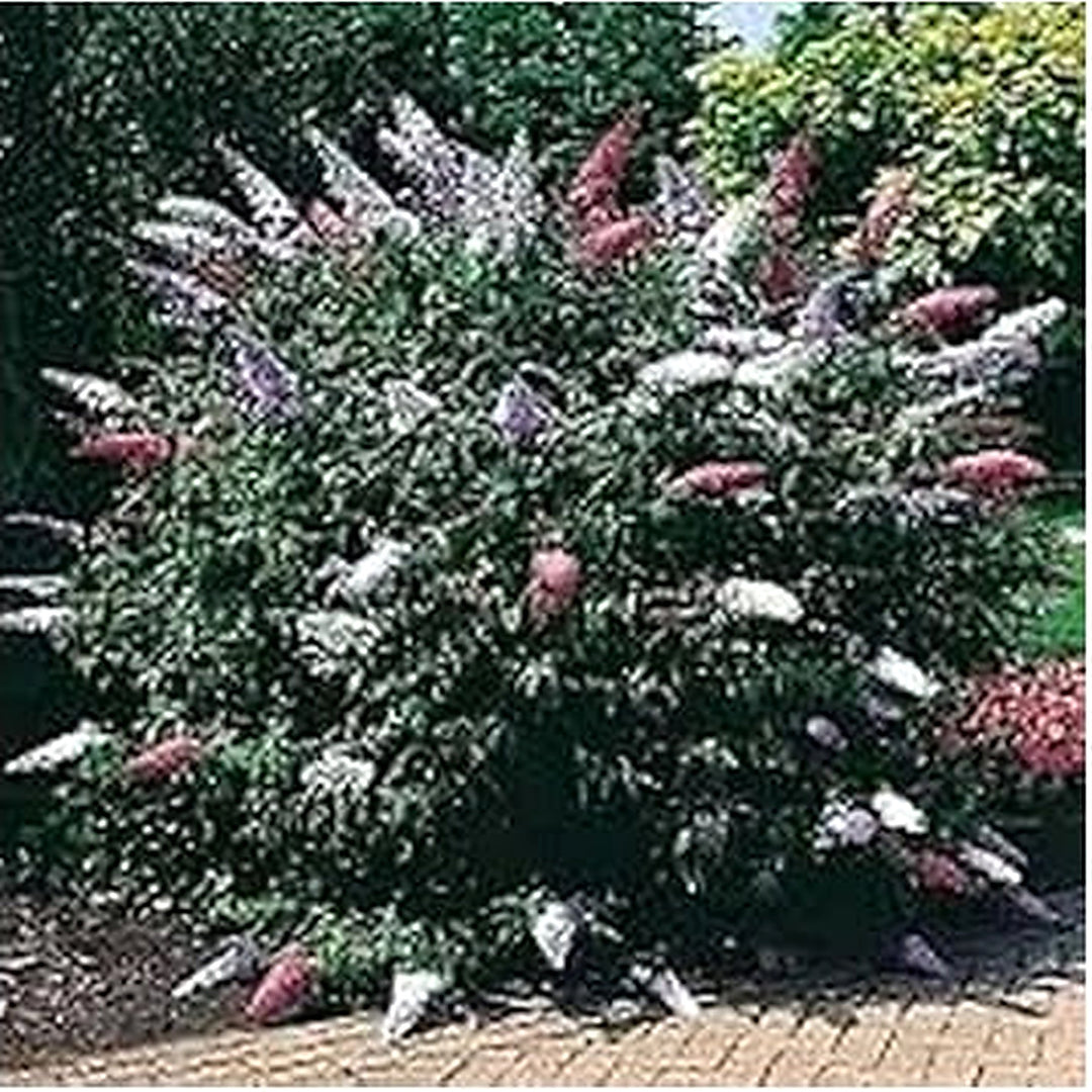 White Butterfly Bush Flower Seeds for Planting, 100 pcs [neera-v5-cb2fd5c4dbb4ea472399]