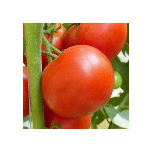 Red Tomato Seeds for Planting [neera-v5-cb3e1782825800d4d1f4]
