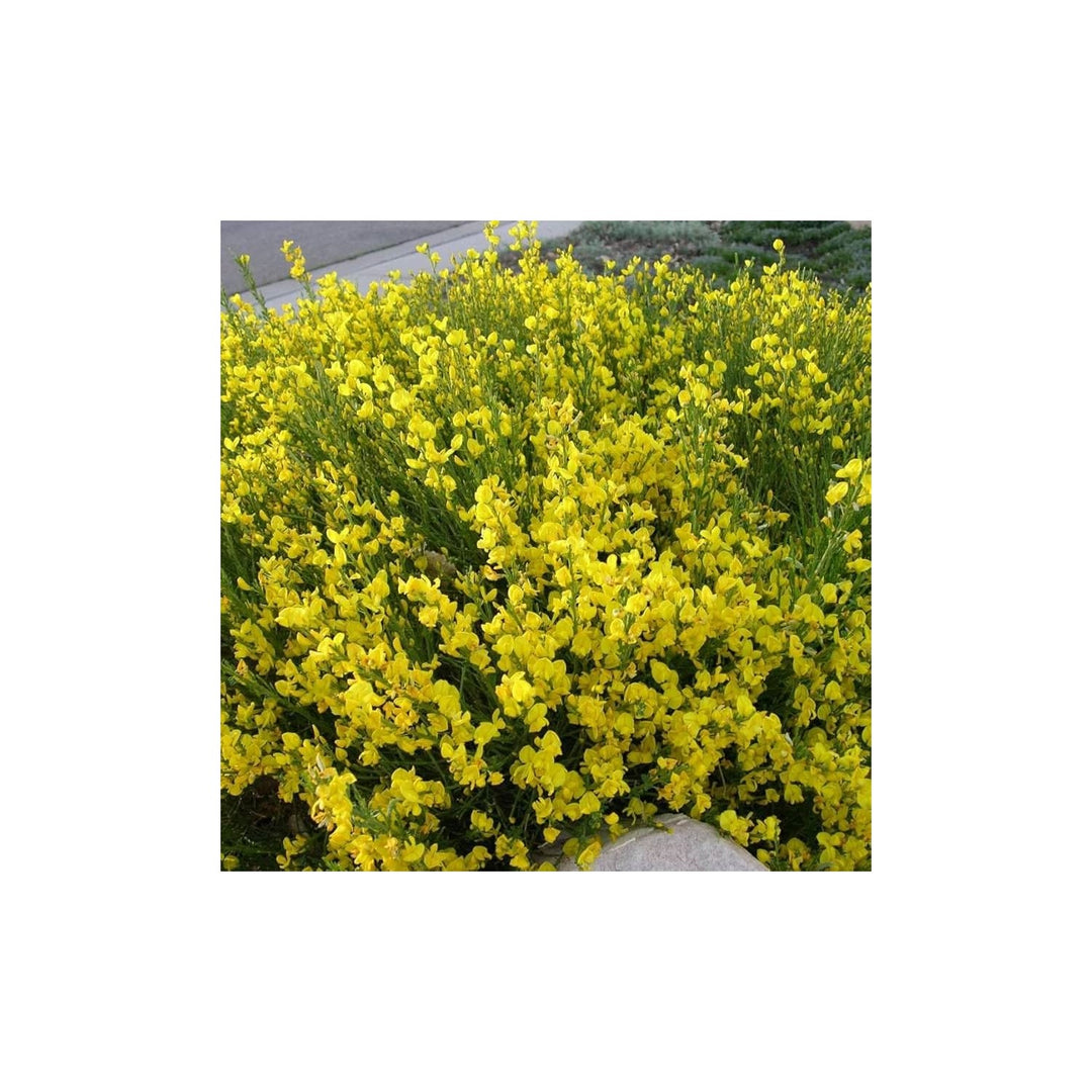 Heirloom Non Gmo Spartium Junceum Flower Spanish Broom Shrub For Drought Tolerant Landscapes Flower [neera-v5-cb45b3a6f708af1c107f]