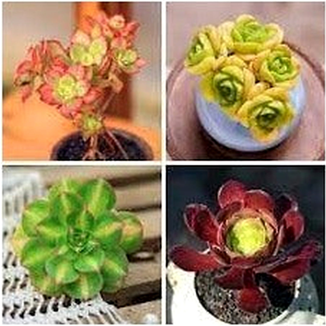 Mountain Rose Flower Seeds [neera-v5-cb4853cb8249c48df459]