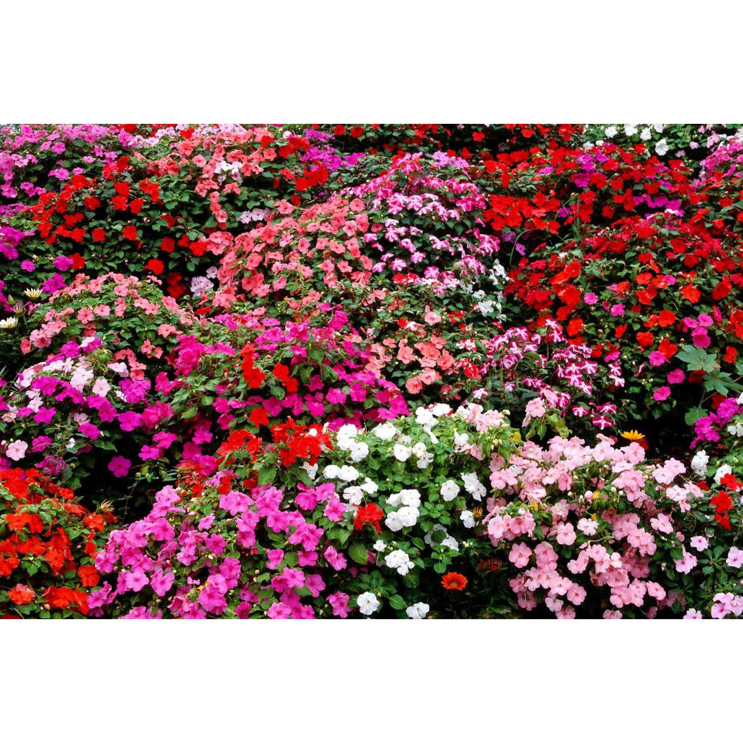 Heirloom Impatiens Non Gmo Flower For Planting Flower Seeds for Home Garden Planting, Fragrant [neera-v5-cb4b819b7d157959480f]