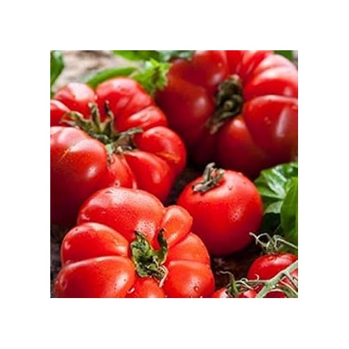 Red Tomato Seeds for Planting [neera-v5-cb5729e9bf1e40b0d358]