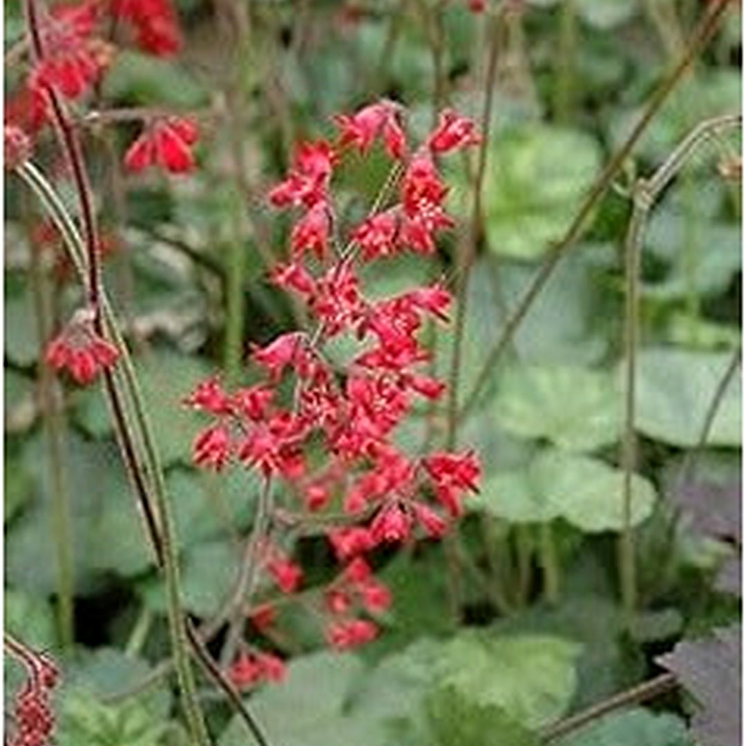 Red Heuchera Flower Seeds for Planting [neera-v5-cb5898353287fcc2b756]