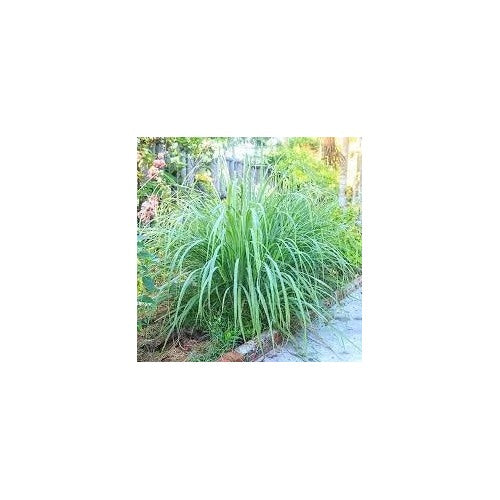 Lemongrass Seeds for Herb Gardens [neera-v5-cb678c705bfa23ead73f]
