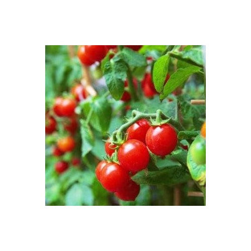Red Tomato Seeds for Planting [neera-v5-cb6c4a36d35500d1014d]