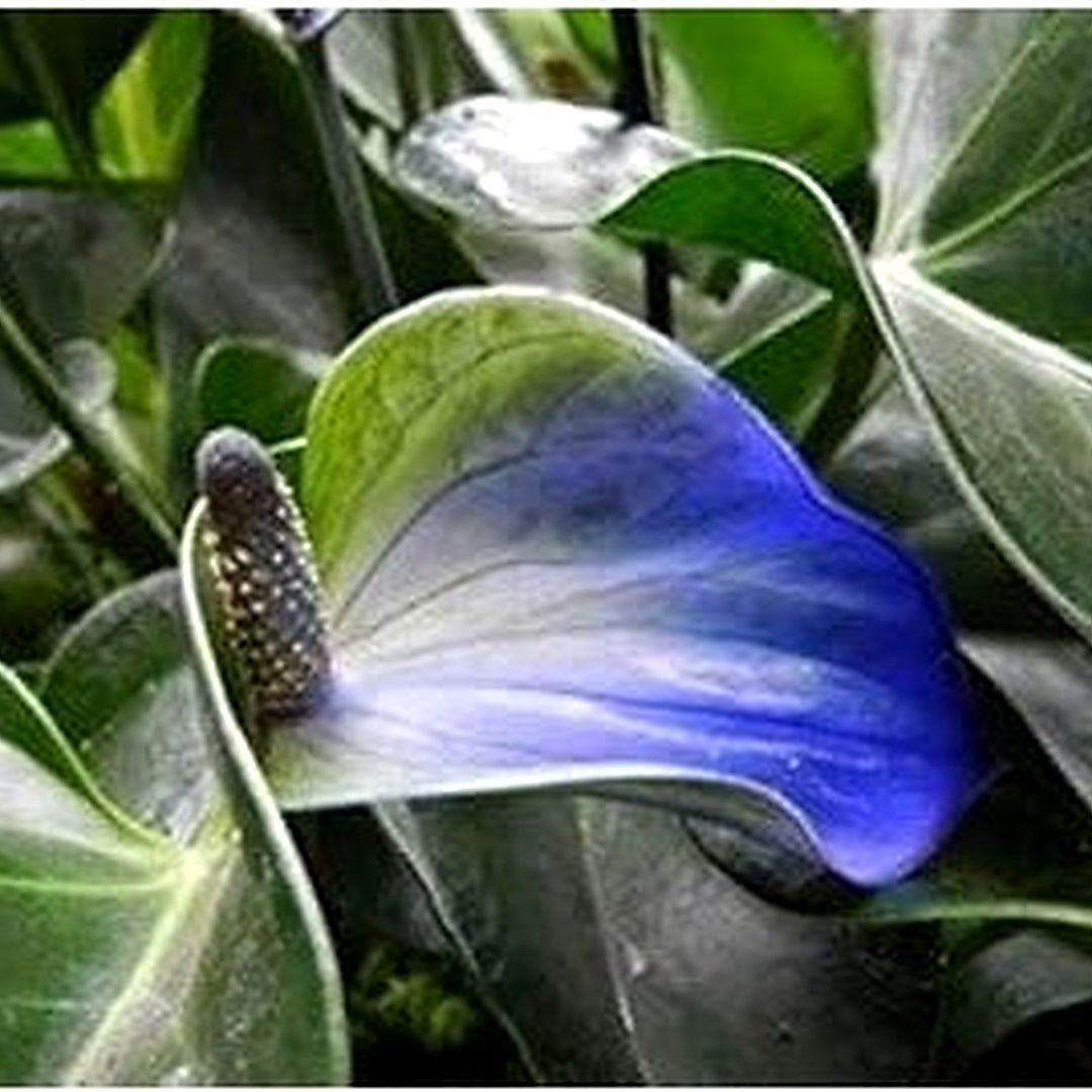 Green Blue Anthurium Linden Flower Seeds for Planting [neera-v5-cb6cacf34f2a03fcdf75]
