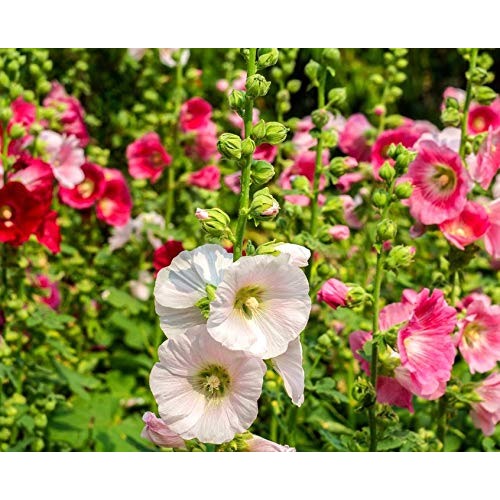 Organic Mixed Danish Hollyhock Flower Seeds [neera-v5-cb6faa3f32f37921a072]