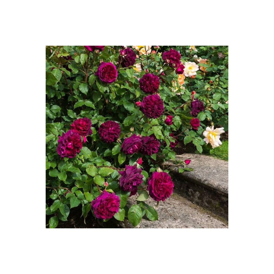 Purple Pink Rose Tree Rosa Indica Flowering Tree For Home Garden Outdoor Planting Flower Seeds [neera-v5-cb78d6487f84aba66d33]