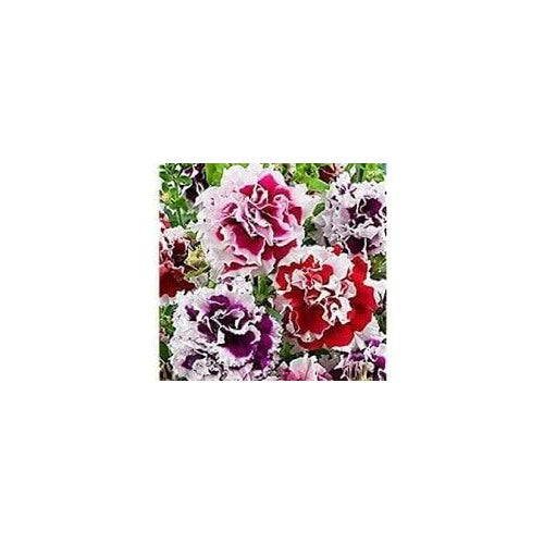 Heirloom Russian Petunia Flower For Planting Non Gmo Easy Grow Vibrant Garden Blooms Flower Seeds [neera-v5-cb7a8595ae593b08691a]