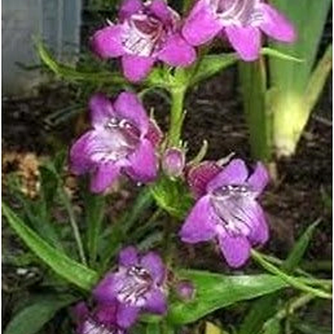 Heirloom Non-GMO Purple Beardtongue Flower Seeds [neera-v5-cb7adba02f80068f4ef0]