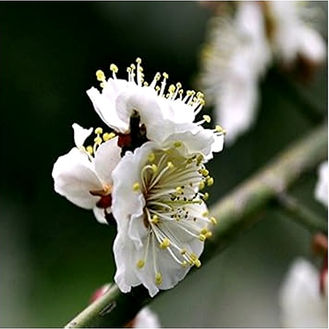 White Philadelphus Flower Seeds for Planting [neera-v5-cb801426fd780f39391f]