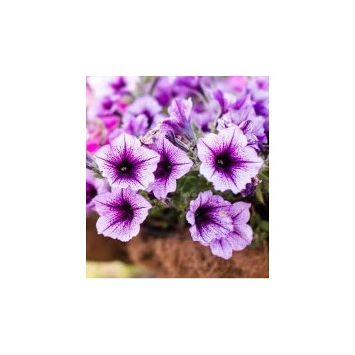 Lavender Black Petunia Flower Seeds for Planting [neera-v5-cb8fe3a80e29493b73e2]
