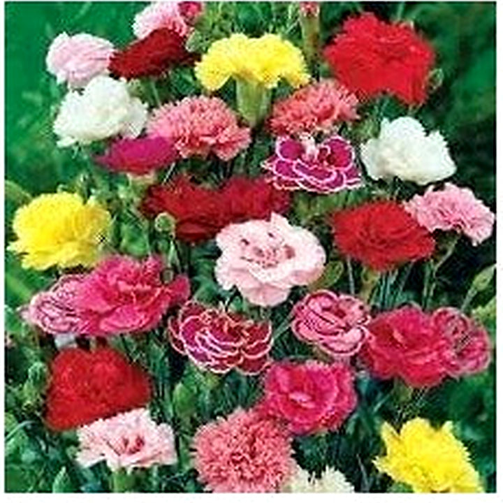 Heirloom Non-GMO Dianthus Caryophyllus Flower Seeds for Planting [neera-v5-cba0a5ebd41cb33e407e]